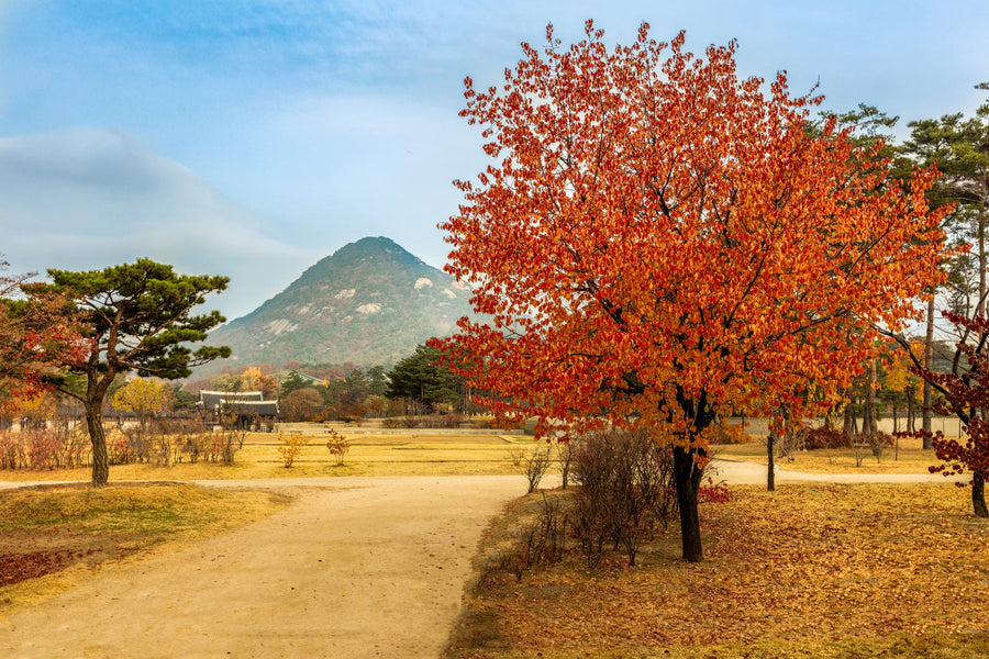 Autumn in Seoul, Seoul, South Korea