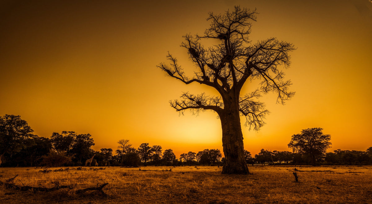 Baobab at Sunset, Lower Zambezi, Zambia