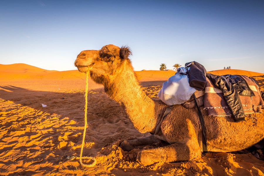 Caravan, Erg Chebbi, Morocco