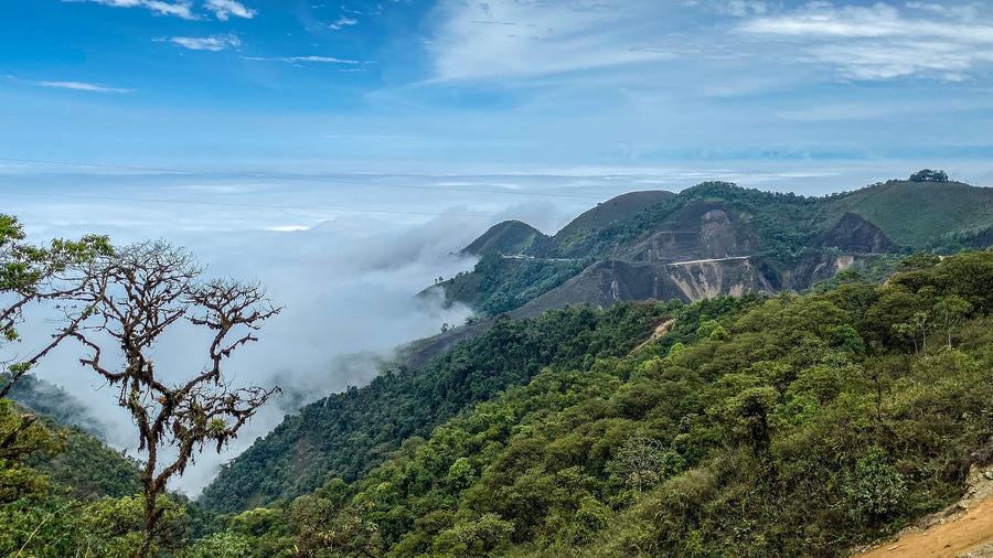 Cloud Forest, Ecuador