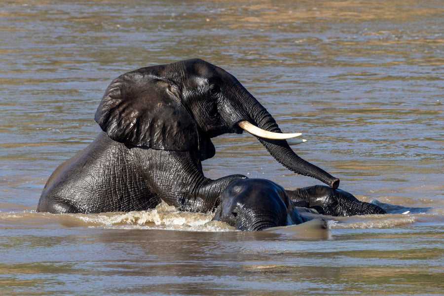 Elephant Crossing, Lower Zambezi, Zambia