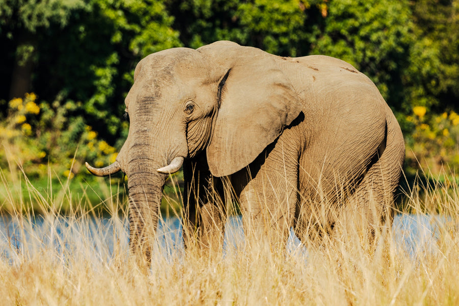 Elephant in the Long Grass, Southern Africa