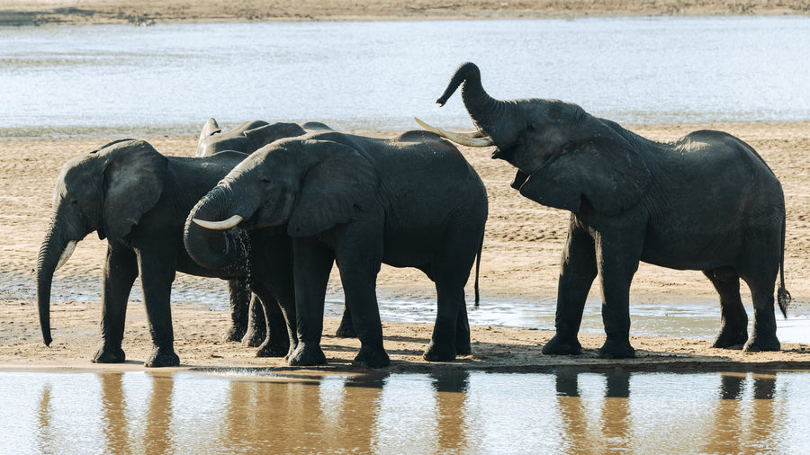 Elephants on the Bank, Lower Zambezi, Zambia