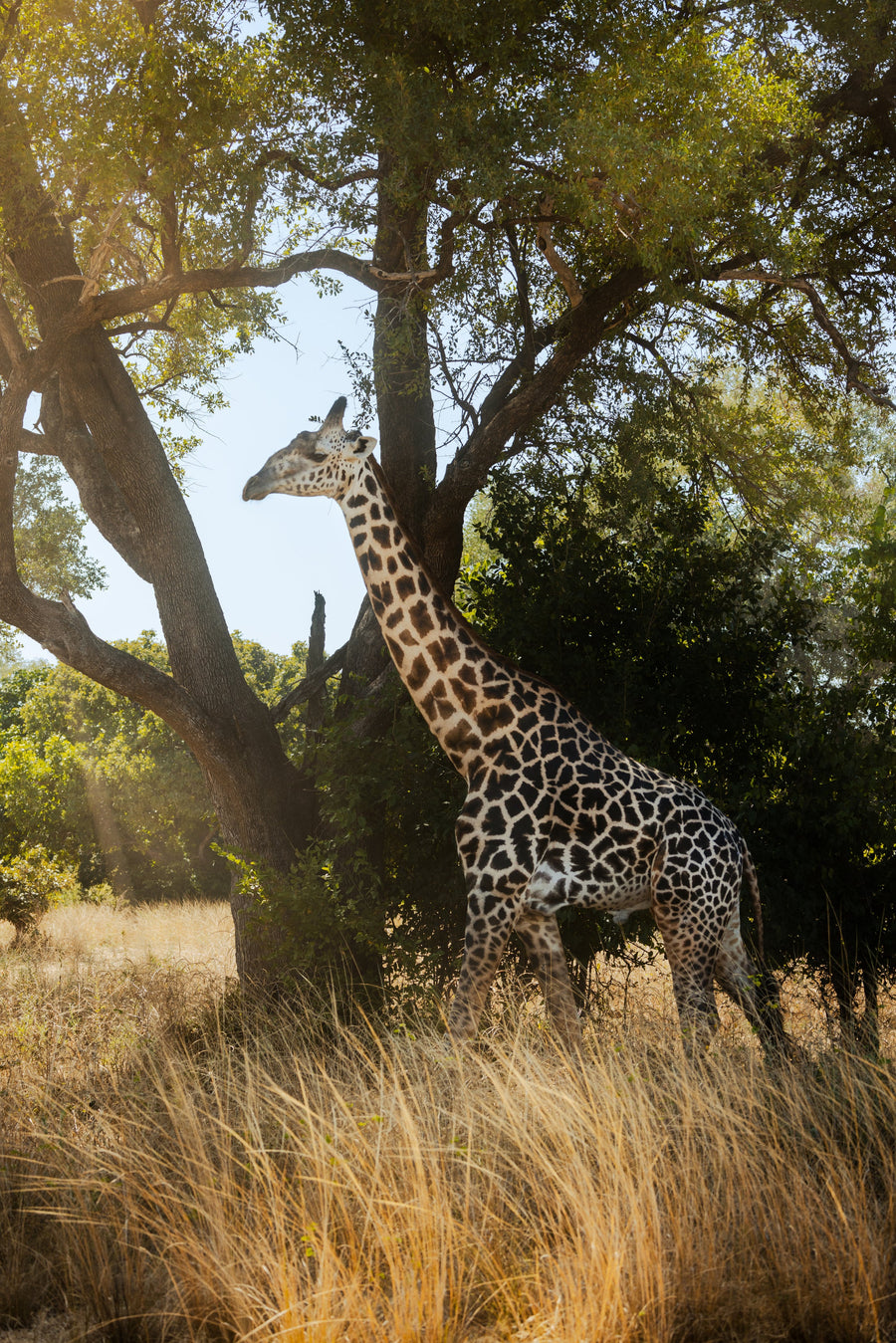 Giraffe Beneath the Tree, Lower Zambezi, Zambia