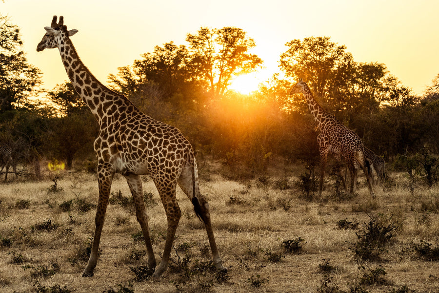 Giraffes at Golden Hour, Lower Zambezi, Zambia