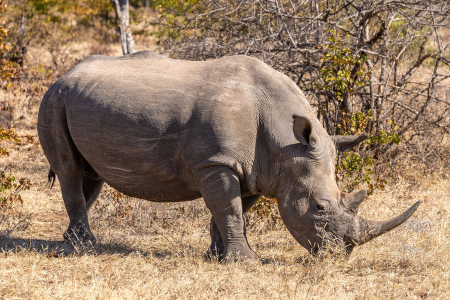 Grazing Rhino, Southern Africa
