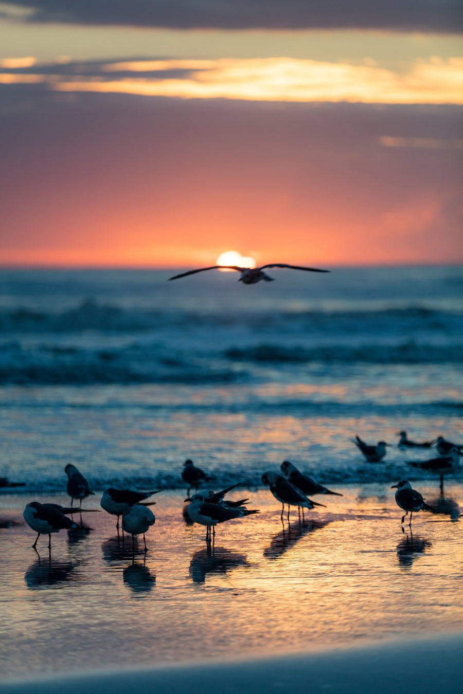 Gulls at Sunrise, Jacksonville Beach, Florida