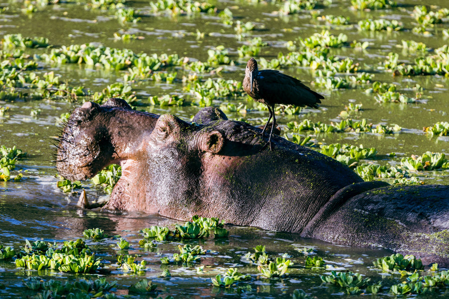 Hippo and Hitchhiker, Lower Zambezi, Zambia