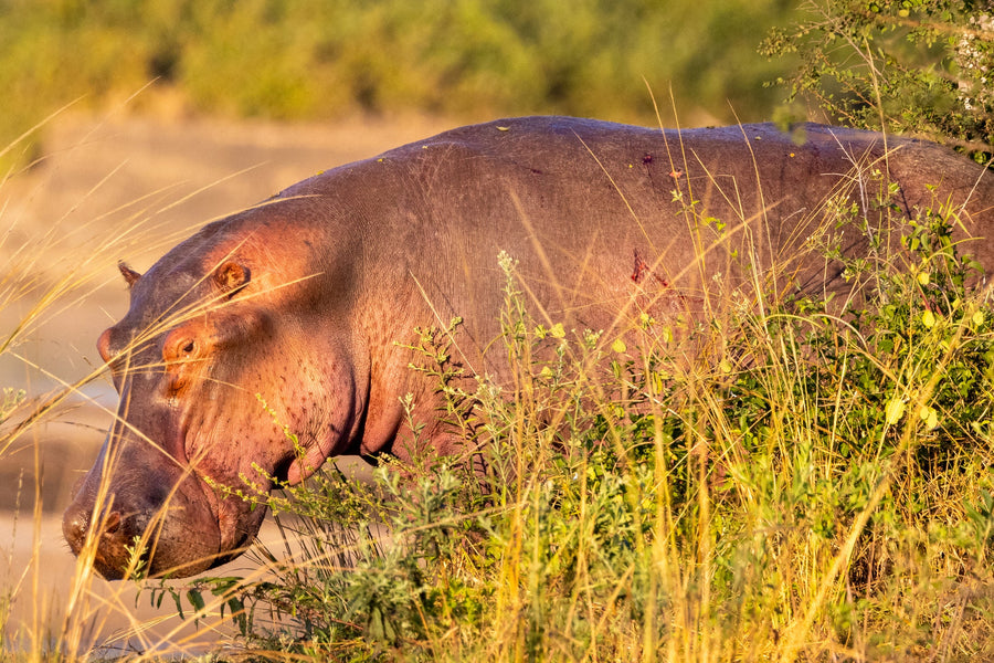 Hippo in the Long Grass, Lower Zambezi, Zambia