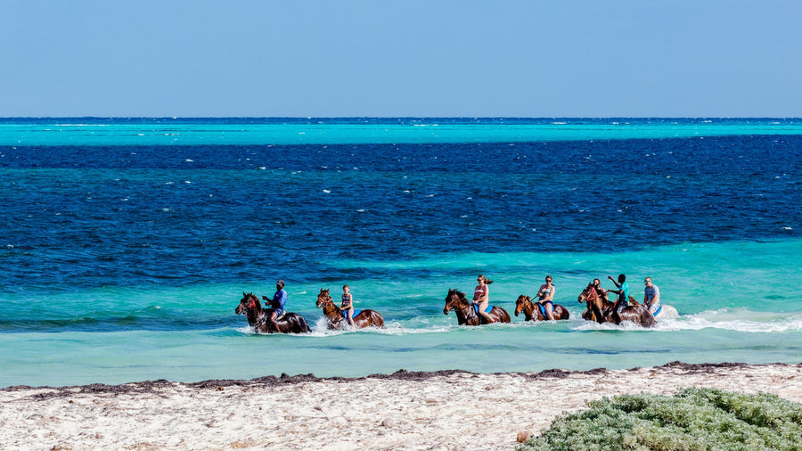 Horses in the Surf, The Bahamas