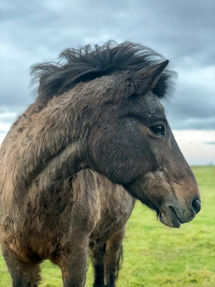 Icelandic Horse, Iceland