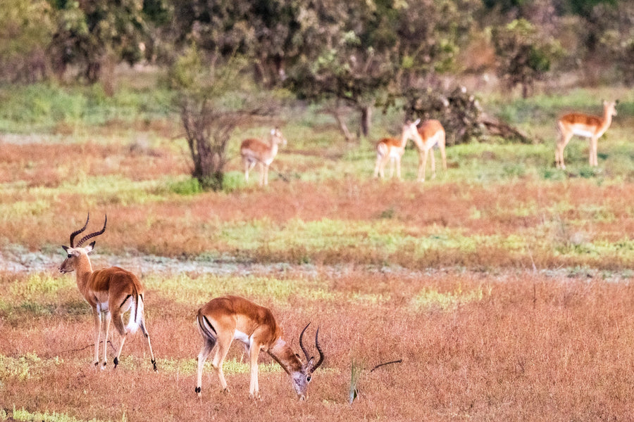 Impala Herd, Lower Zambezi, Zambia