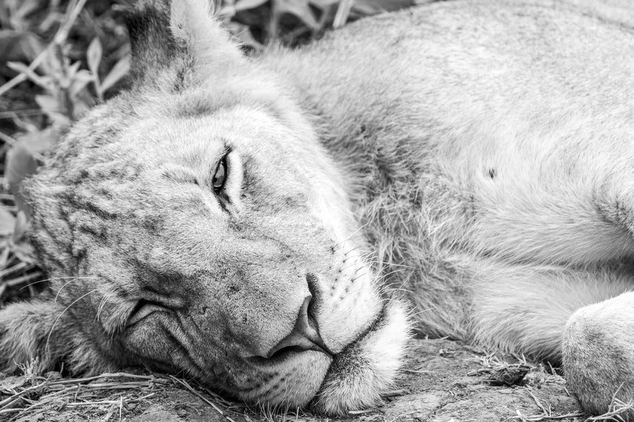 Lion Cub at Rest, Southern Africa