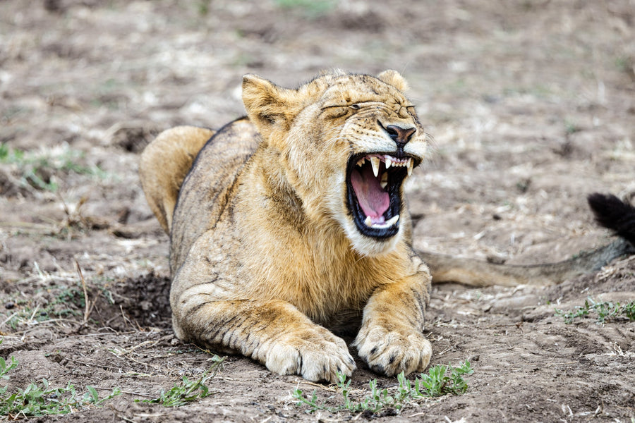 Lioness Snarl, Lower Zambezi, Zambia