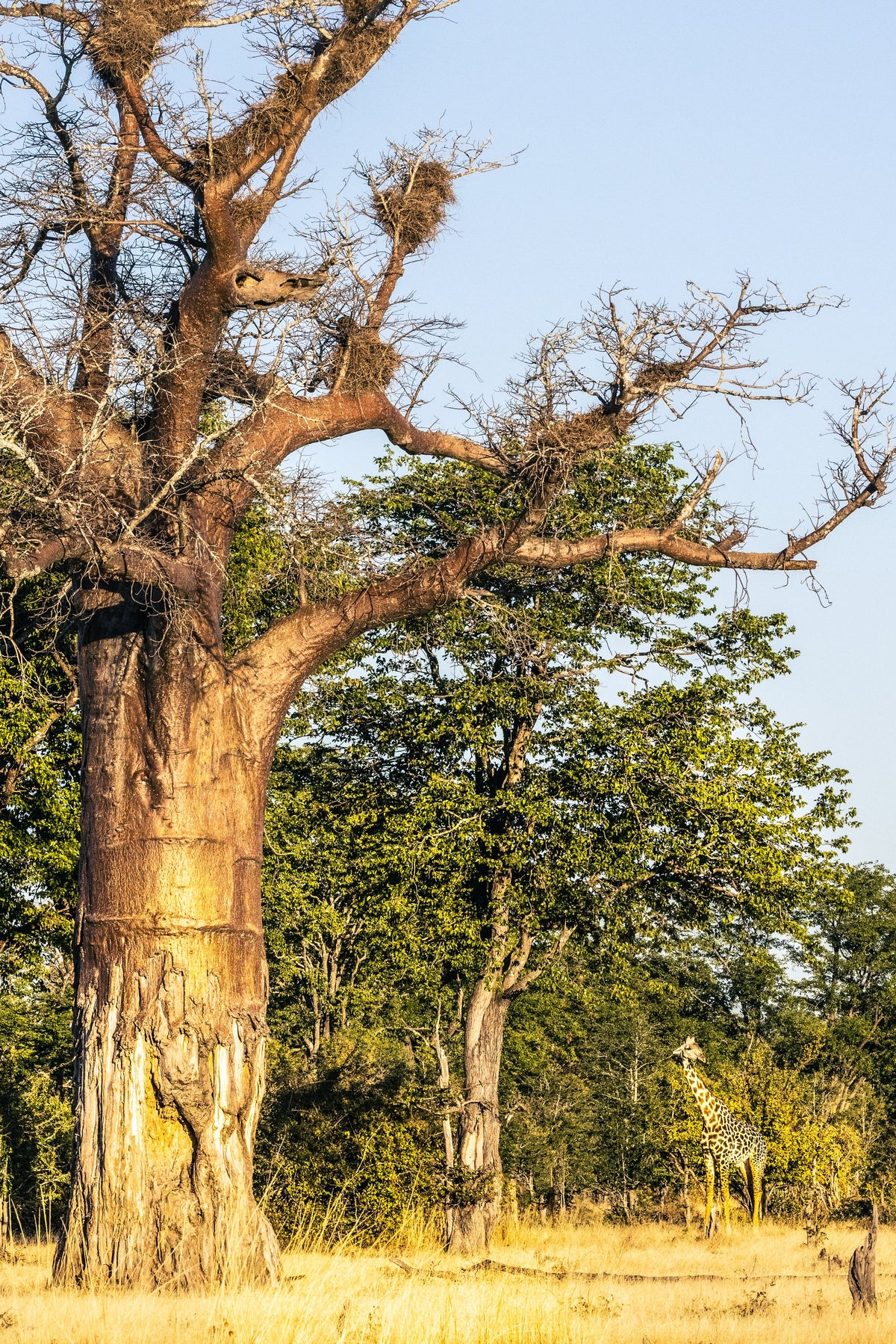 Lone Baobab, Lower Zambezi, Zambia