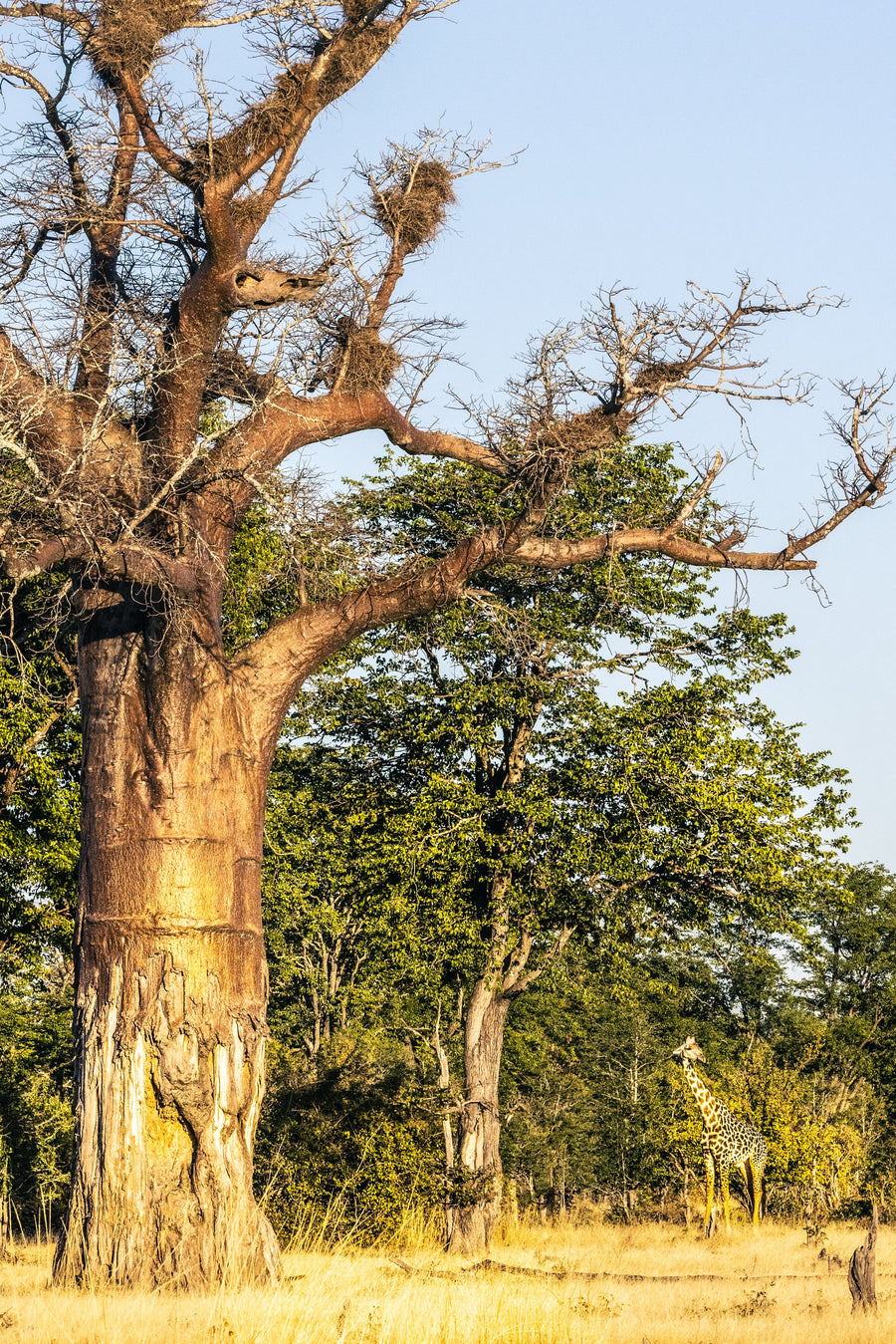 Lone Baobab, Lower Zambezi, Zambia