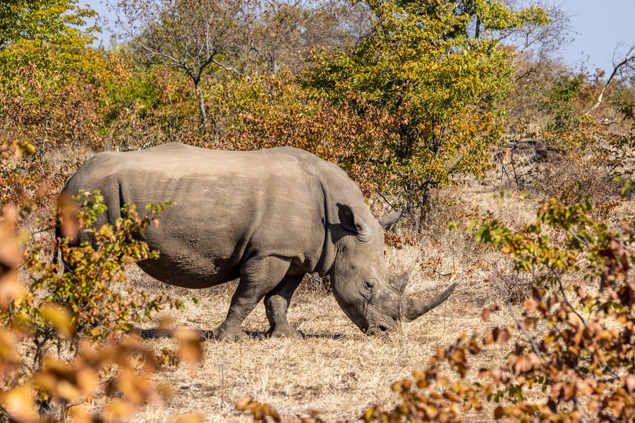 Rhino in the Bush, Southern Africa