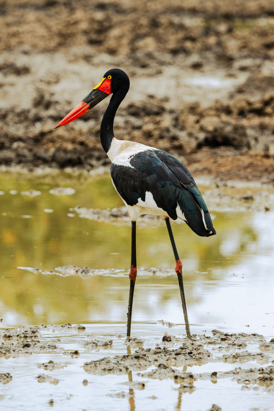 Saddle-billed Stork, Southern Africa