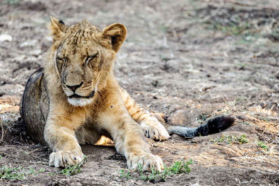 Young Lion at Rest, Lower Zambezi, Zambia