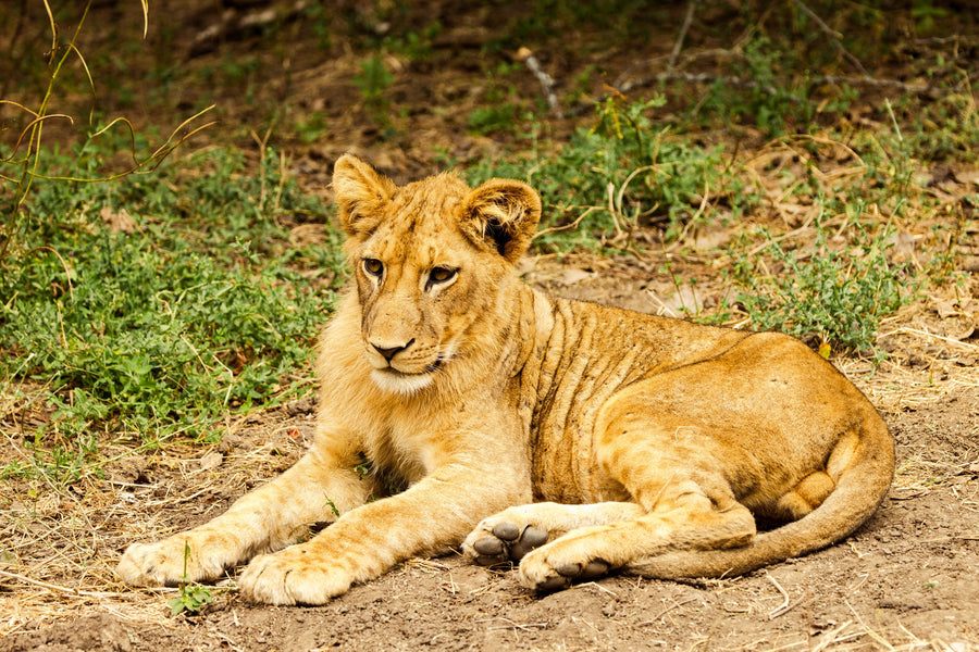 Young Lion in the Grass, Lower Zambezi, Zambia