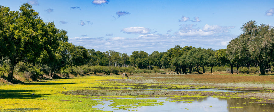 Zambezi Lagoon, Lower Zambezi, Zambia