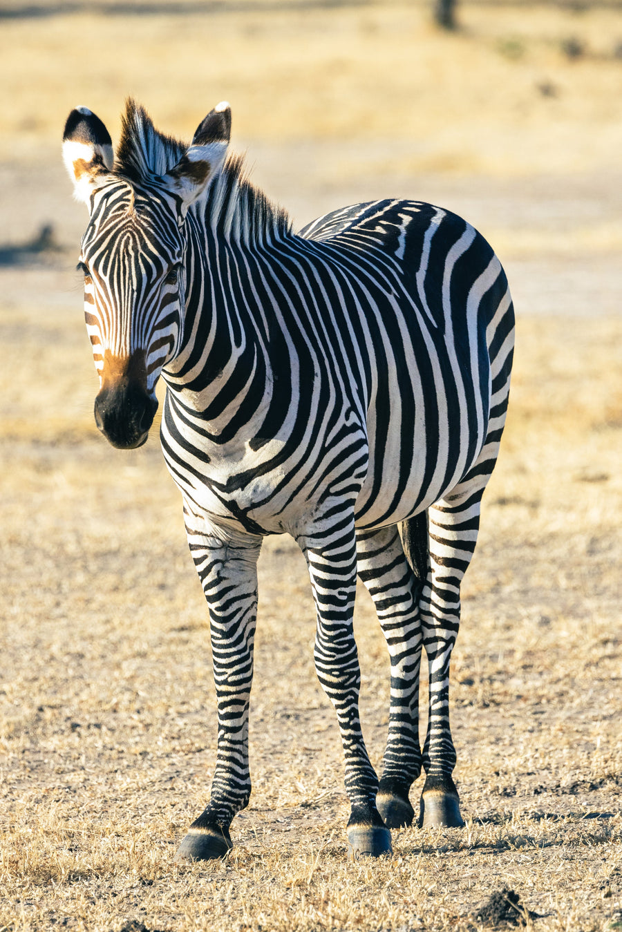 Zebra Portrait, Lower Zambezi, Zambia
